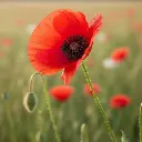 Coquelicot - Fleurs (semences biologiques)