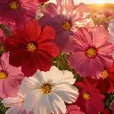 Cosmos sensation - Fleurs (semences biologiques)