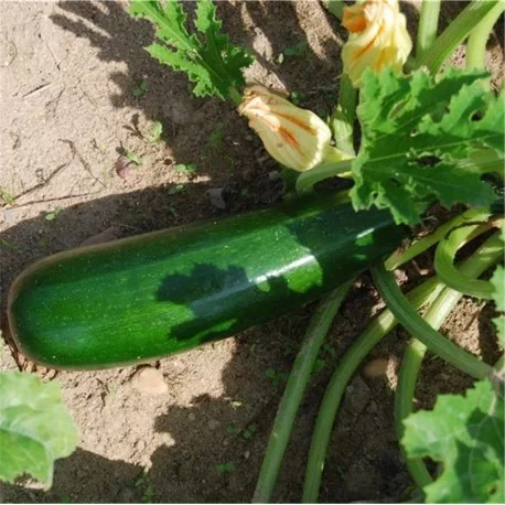 Courgette Verte des maraichers (semences biologiques)