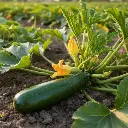 Courgette Verte des maraichers (semences biologiques)