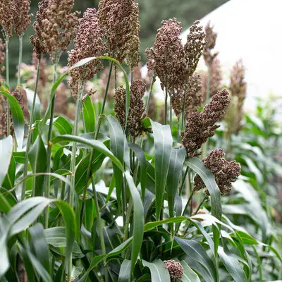 Engrais vert Sorgho (semences biologiques)