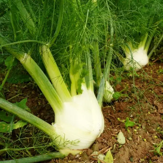 Fenouil Zefa Fino (semences biologiques)