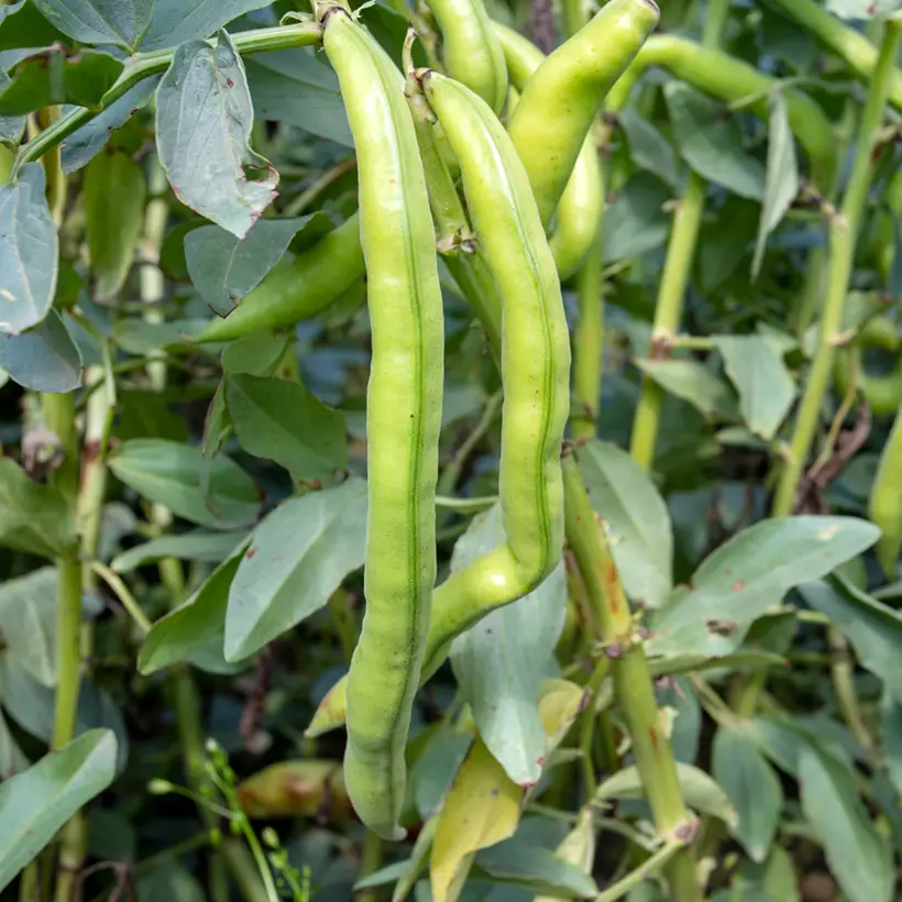 Fève Aguadulce (semences biologiques)