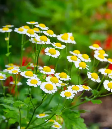 Grande camomille - Fleurs (semences biologiques)