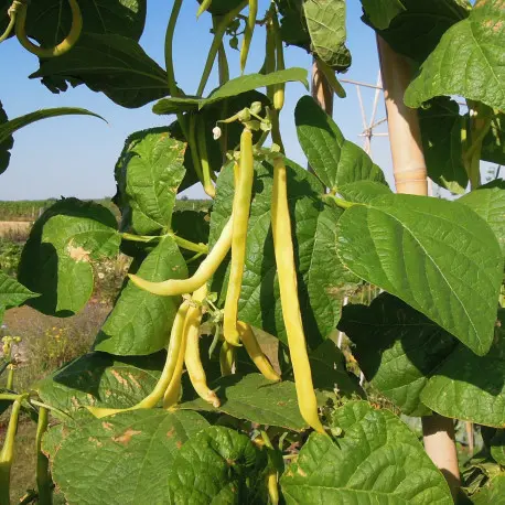 Haricot A rame beurre Neckargold (semences biologiques)
