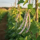 Haricot A rame vert Cor des Alpes (semences biologiques)