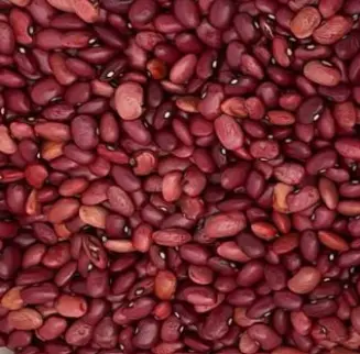 Haricot grain rouge Rouge d'Orléans (semences biologiques)