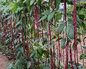 Haricot grain rouge Rouge d'Orléans (semences biologiques)