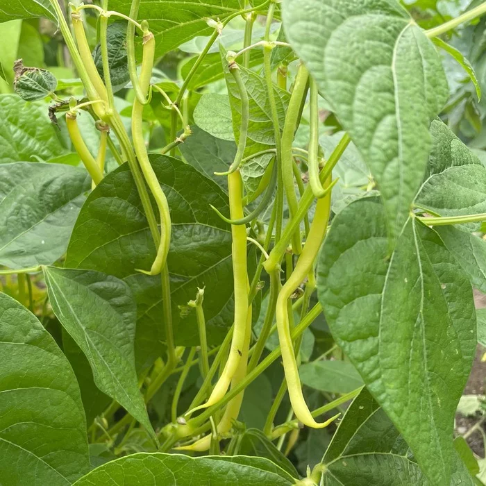 Haricot nain beurre Major (semences biologiques)