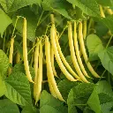 Haricot nain beurre Major (semences biologiques)