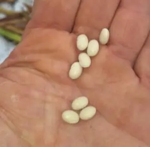 Haricot nain grain de riz Comtesse de Chambord (semences biologiques)