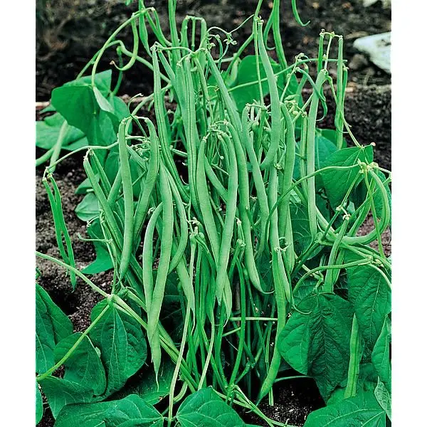 Haricot nain vert Pongo (semences biologiques)