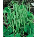 Haricot nain vert Pongo (semences biologiques)