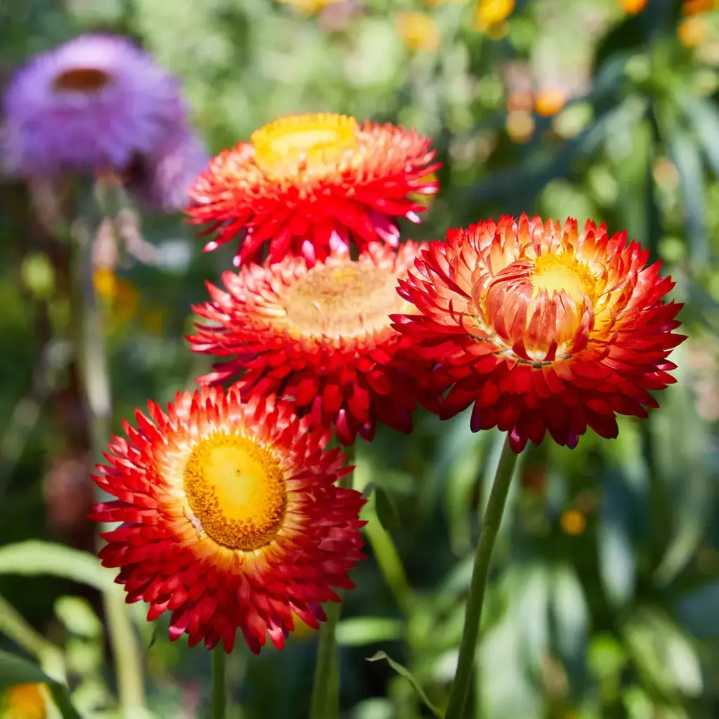 Immortelle 'Fireball' - Fleurs (semences biologiques)