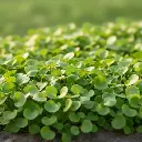 Jeunes pousses Pourpier Clayton de Cuba (semences biologiques)