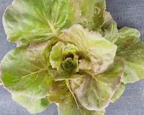 Laitue Brune percheronne (semences biologiques)