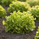 Laitue Brune percheronne (semences biologiques)