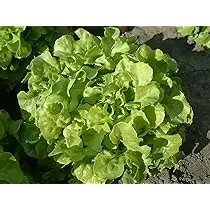 Laitue Feuille de chêne à graines noires (semences biologiques)
