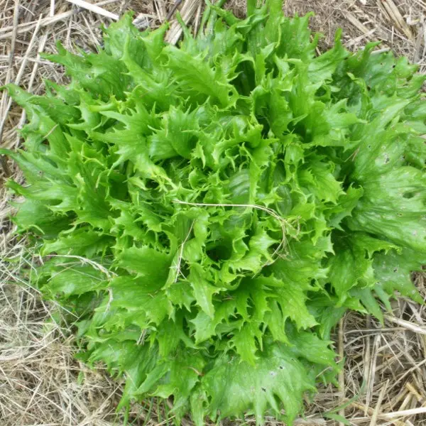 Laitue Reine de glace (semences biologiques)