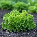 Laitue Reine de glace (semences biologiques)