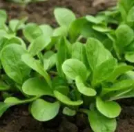 Mâche Verte d'Etampes (semences biologiques)