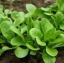 Mâche Verte d'Etampes (semences biologiques)