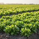 Mâche Verte d'Etampes (semences biologiques)