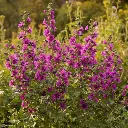 Mauve de Mauritanie - Fleurs (semences biologiques)