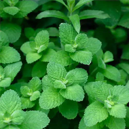 Mélisse odorante (semences biologiques)