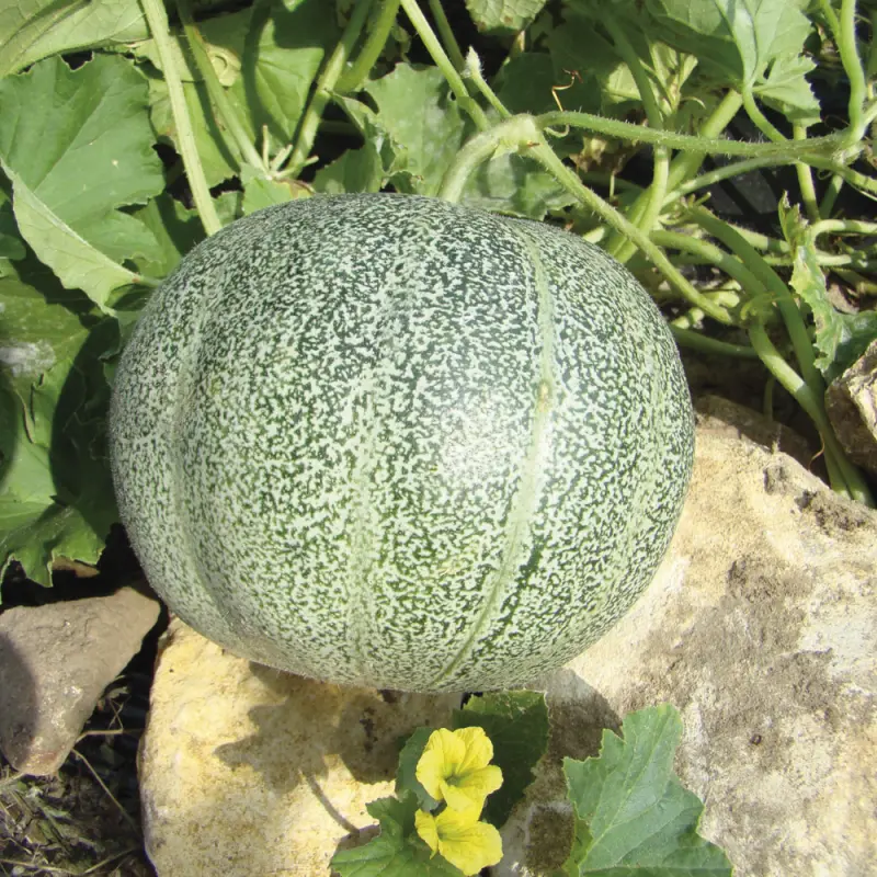 Melon Petit gris de Rennes (semences biologiques)