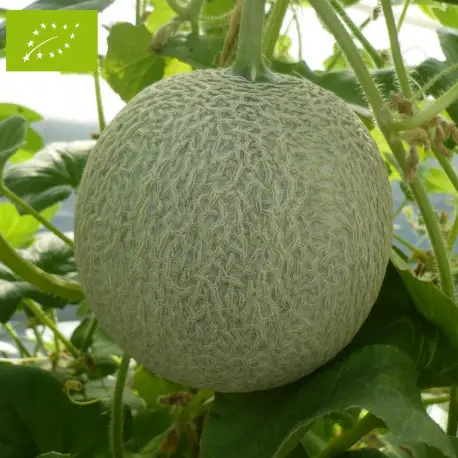 Melon Petit sucrin de Tours (semences biologiques)