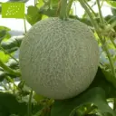 Melon Petit sucrin de Tours (semences biologiques)