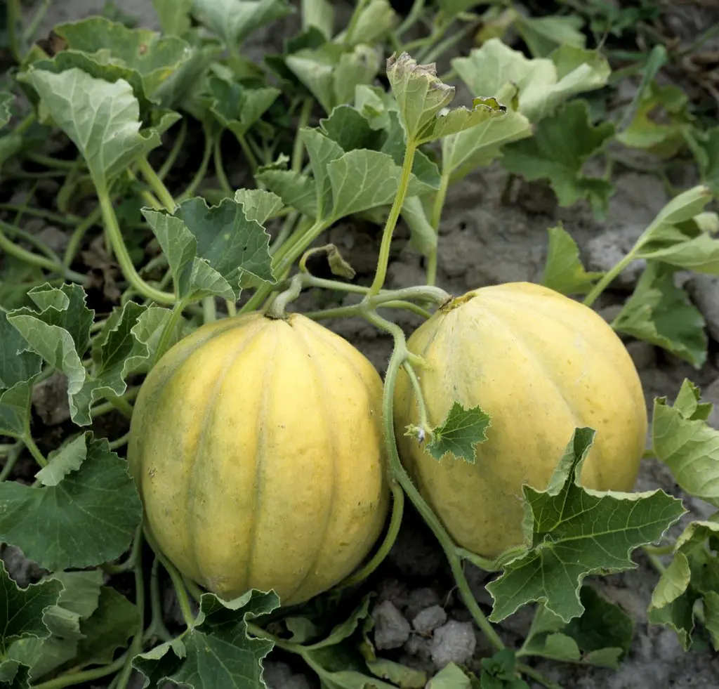 Melon Vieille France (semences biologiques)
