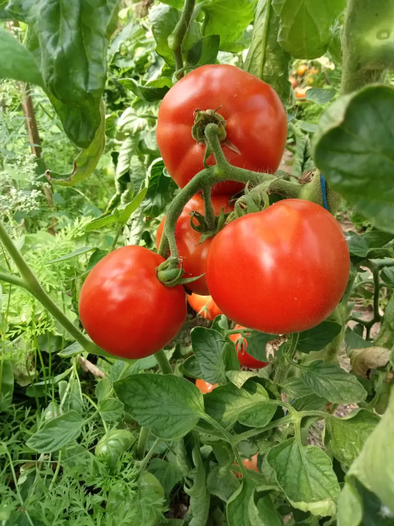 Tomate Merveille des marchés (semences biologiques)