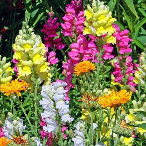 Muflier en mélange - Fleurs (semences biologiques)