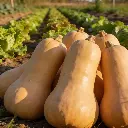 Courge Musquée Butternut (semences biologiques)