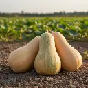 Courge Musquée Sucrine du Berry (semences biologiques)