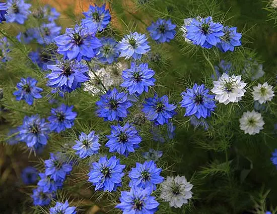 Nigelle de Damas - Fleurs (semences biologiques)