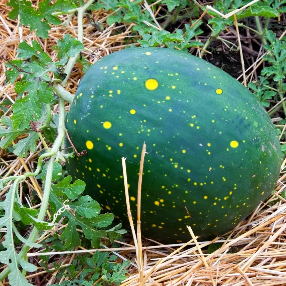 Pastèque Lune Etoiles (semences biologiques)