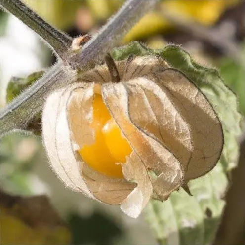 Physalis Cerise de terre (semences biologiques)