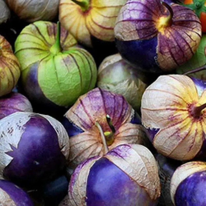 Physalis Tomatillo pourpre (semences biologiques)