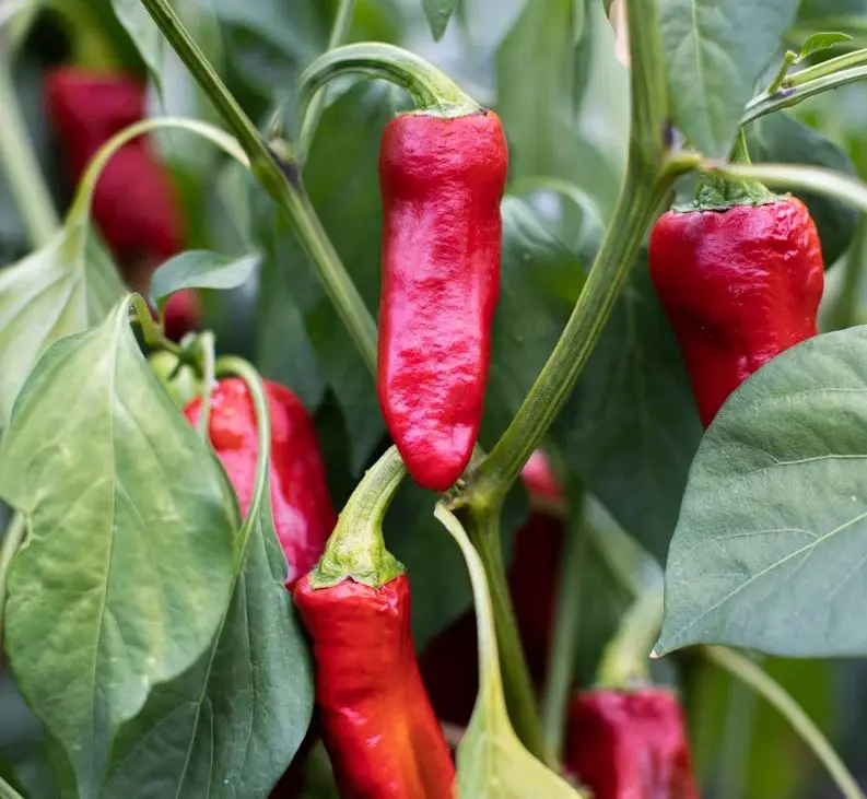 Piment Gorria (semences biologiques)