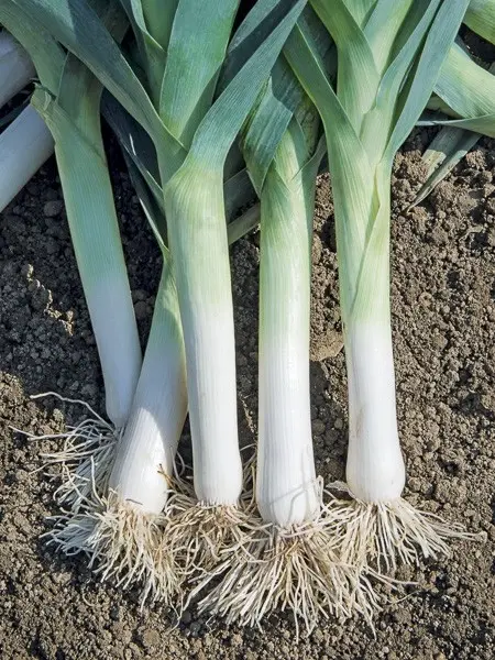 Poireau Bandit (semences biologiques)