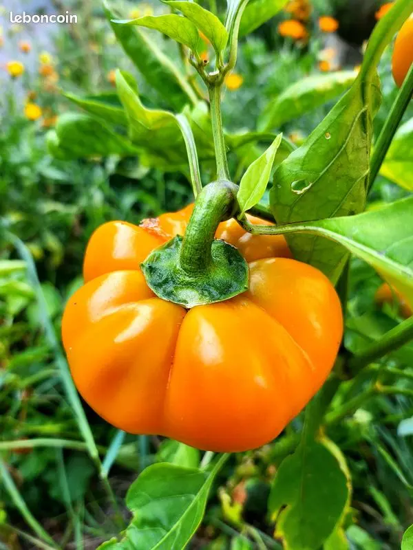 Poivron Mandarine (semences biologiques)