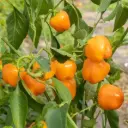 Poivron Mini bell yellow (semences biologiques)