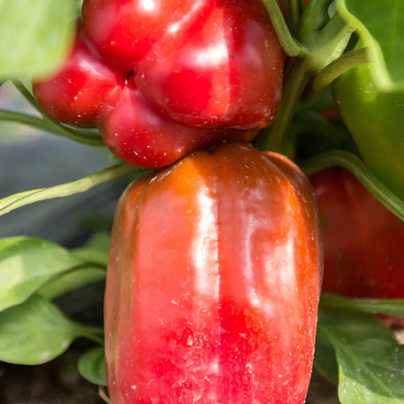 Poivron Yolo wonder (semences biologiques)