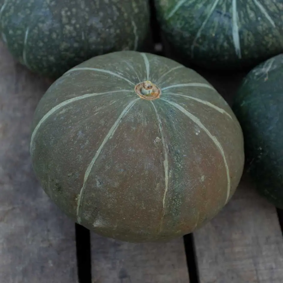 Potimarron Green Hokaido (semences biologiques)