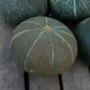Potimarron Green Hokaido (semences biologiques)