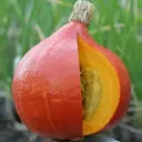 Potimarron Red Kuri (semences biologiques)