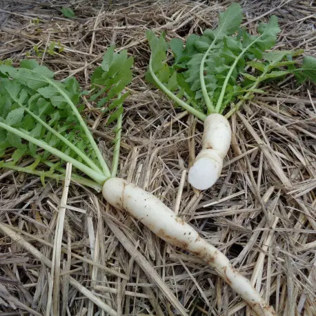 Radis Rave Daikon (semences biologiques)